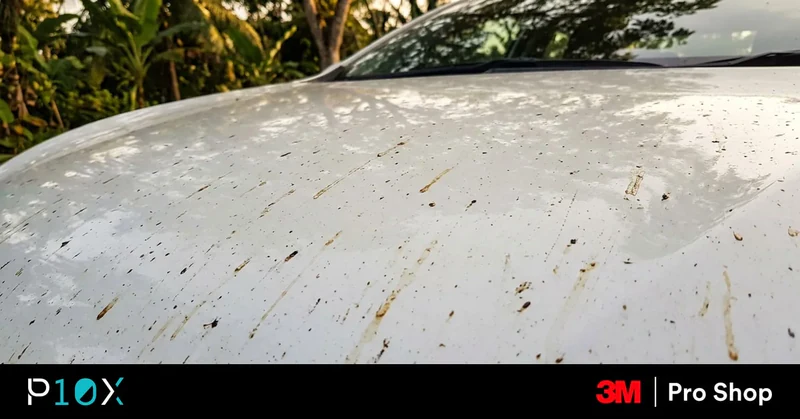 Tree sap and bug marks on PPF on a white car bonnet in Malaysia